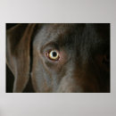 Recherche de chiot de laboratoire de chocolat posters Chien