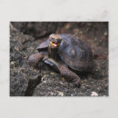 Recherche de tortue géante cartes postales Galapagos
