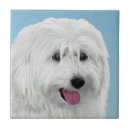 Recherche de chien de berger carreaux Dog