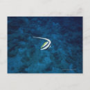 Recherche de poisson de mer cartes postales Horizontal