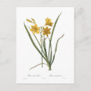 Suche nach hemerocallis postkarten Tageslilie