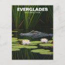 Suche nach florida alligator postkarten Sumpf