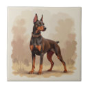 Recherche de dobermann carreaux Chiens
