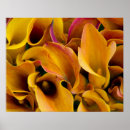 Suche nach netherlands poster Farbenfroh