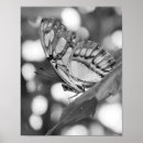 Suche nach schwarzer schmetterling poster Für sie