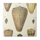 Suche nach muscheln fliesen Meer