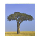 Recherche de arbre isolé Acacia