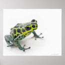 Recherche de studio posters Amphibie