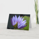 Suche nach seerose karten Blume
