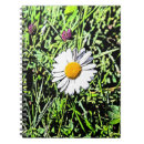 Suche nach trittbrett Blume