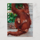 Suche nach orang utans postkarten Borneo