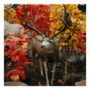 Recherche de whitetail posters Nature