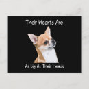 Suche nach chiwawa poster Haustier