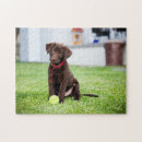 Recherche de chocolat labrador puzzles Chiot
