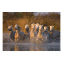 Suche nach camargue pferd poster Himmel