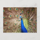 Recherche de plumage cartes postales Plumes