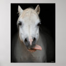 Suche nach graues pony poster Pferd