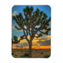 Suche nach joshua tree national park magnete Baum