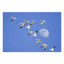 Suche nach migration poster Himmel
