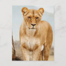 Recherche de gros chat cartes postales Jolie