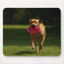 Recherche de cannine tapis souris Labrador