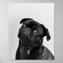 Recherche de carlin noir posters Chiot