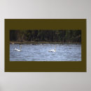 Suche nach schwan poster Vögel