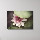 Recherche de lotus photographie Floral