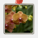 Recherche de orchidée ornements Orange