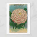 Recherche de zinnia cartes postales Vintage