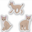 Suche nach bobcat aufkleber Natur