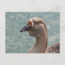 Recherche de gosses cartes postales Mignon