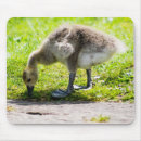 Recherche de le canada tapis souris Animal