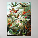 Suche nach kolibris poster Vogel