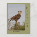 Suche nach caracara Natur