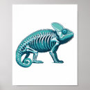 Suche nach röntgen poster Skelett