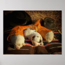 Recherche de pyrénées posters Chiens