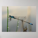 Recherche de libellule et damselfly art Nature
