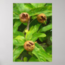 Suche nach obst poster Früchte