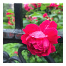 Suche nach garten rose poster Natur