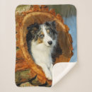 Recherche de chien photographie Drôle