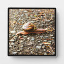 Suche nach schnecken fotoplatten Natur