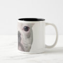 Recherche de chiot bouledogue français tasses Animal