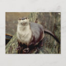 Recherche de loutre rivière cartes postales Faune
