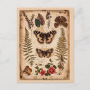 Recherche de entomologie cartes postales Papillon