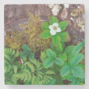 Suche nach brunswick untersetzer Blume