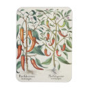Recherche de poivron magnets Fruit