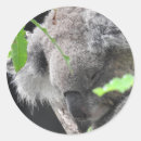Suche nach beuteltiere aufkleber Australisch