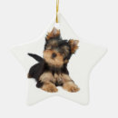 Recherche de noël de terrier photographie Mignon