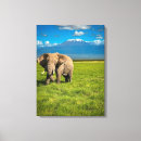 Suche nach afrikanische elefanten leinwandbilder Afrikanischer elefant